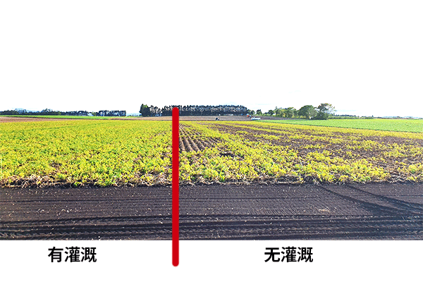 有无灌溉对比图 1
