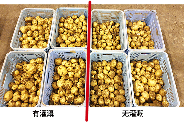 有无灌溉对比图 2